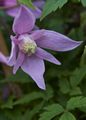 Clematis macropetala Markham's Pink Powojnik